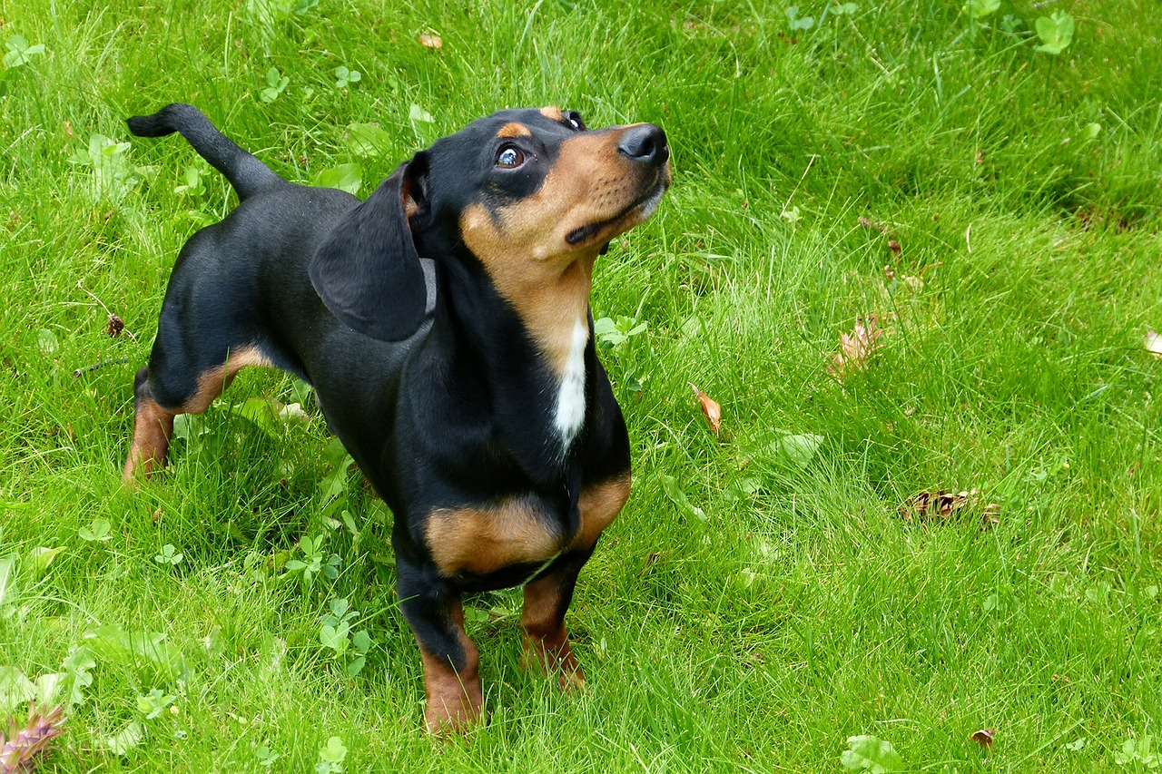 black and brown dachshund
