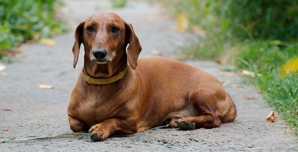 Cream Miniature Dachshund