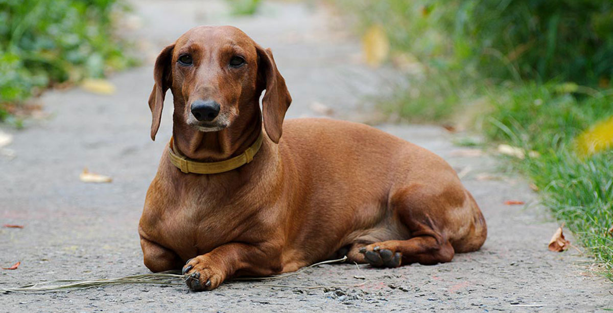 Red standard dachshund.