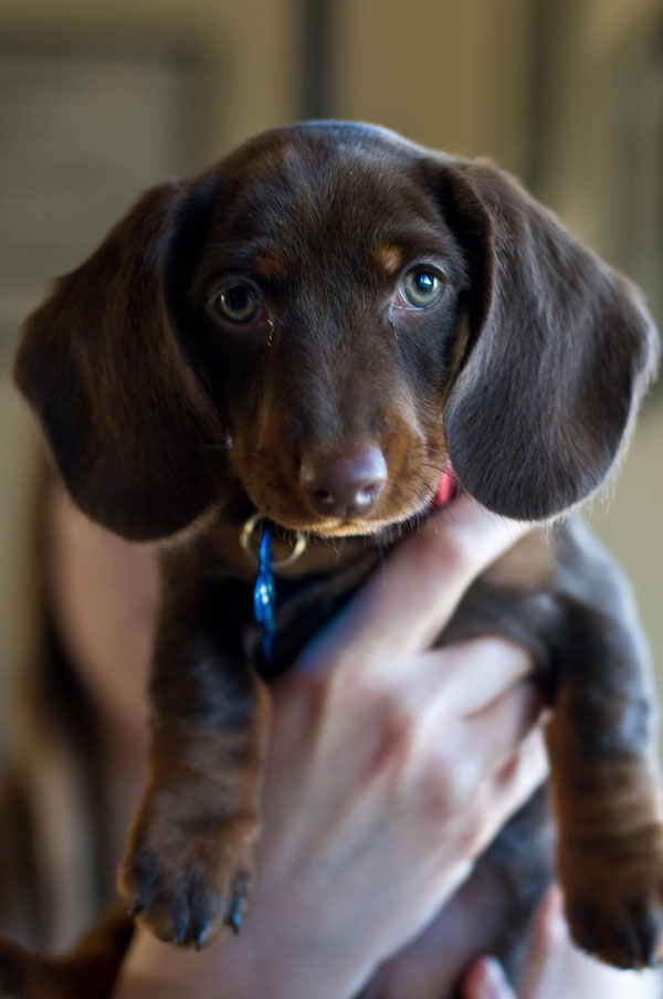 Brown shorthair mini dachshund puppy with green eyes. Photo by John Mayer/Flickr