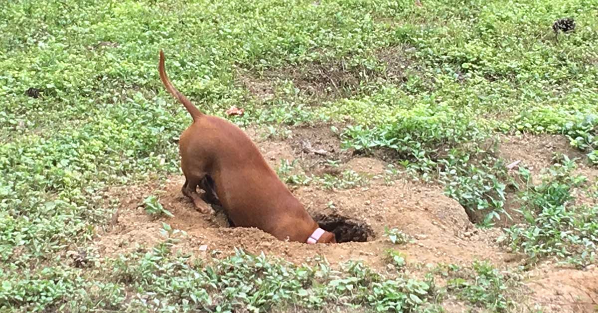 Cocoa the Dachshund Digging-OPT