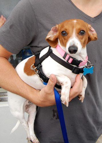 Our miniature dachshund Emily was a piebald.