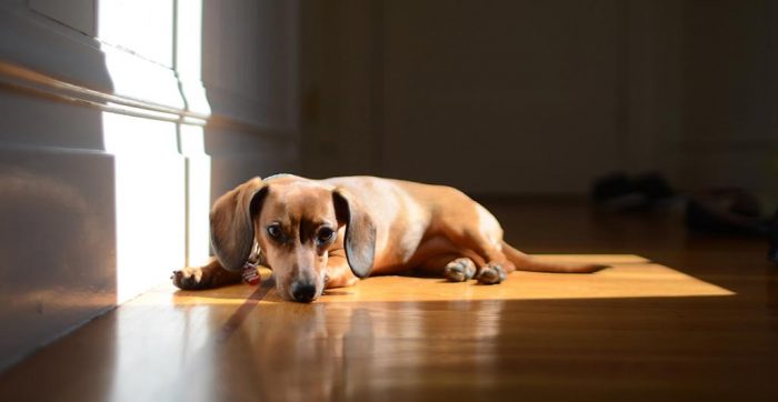 Red miniature, shorthair dachshund enjoying the sunlight
