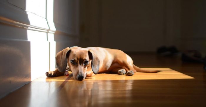 Red miniature, shorthair dachshund enjoying the sunlight
