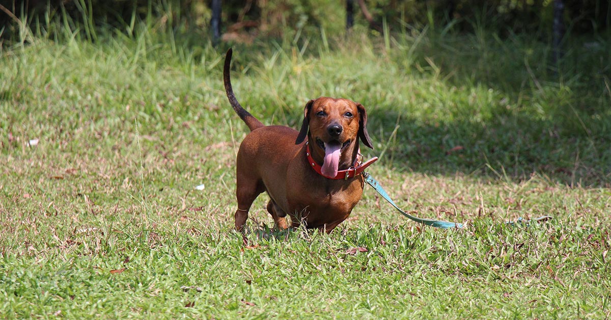 Running-Brown-Dachshund-OPT