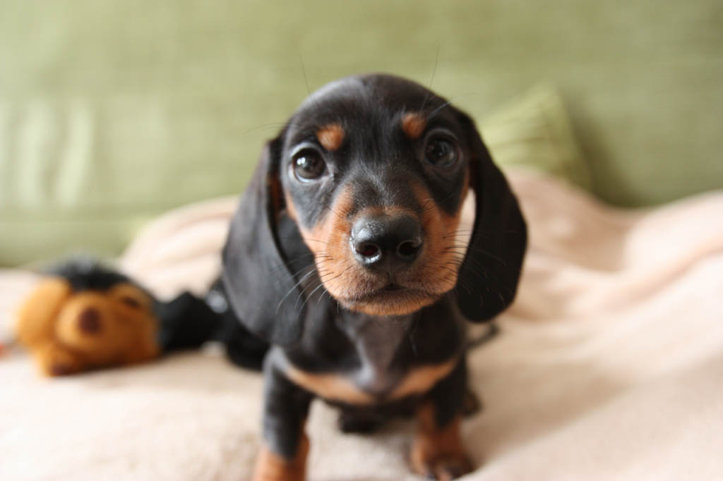 Black-and-brown shorthaired dachshund puppy. Photo by Jason Tucker/Flickr