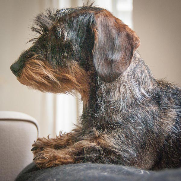 Brown and black wire haired dachshund. Photo by Bas Leenders/Flickr