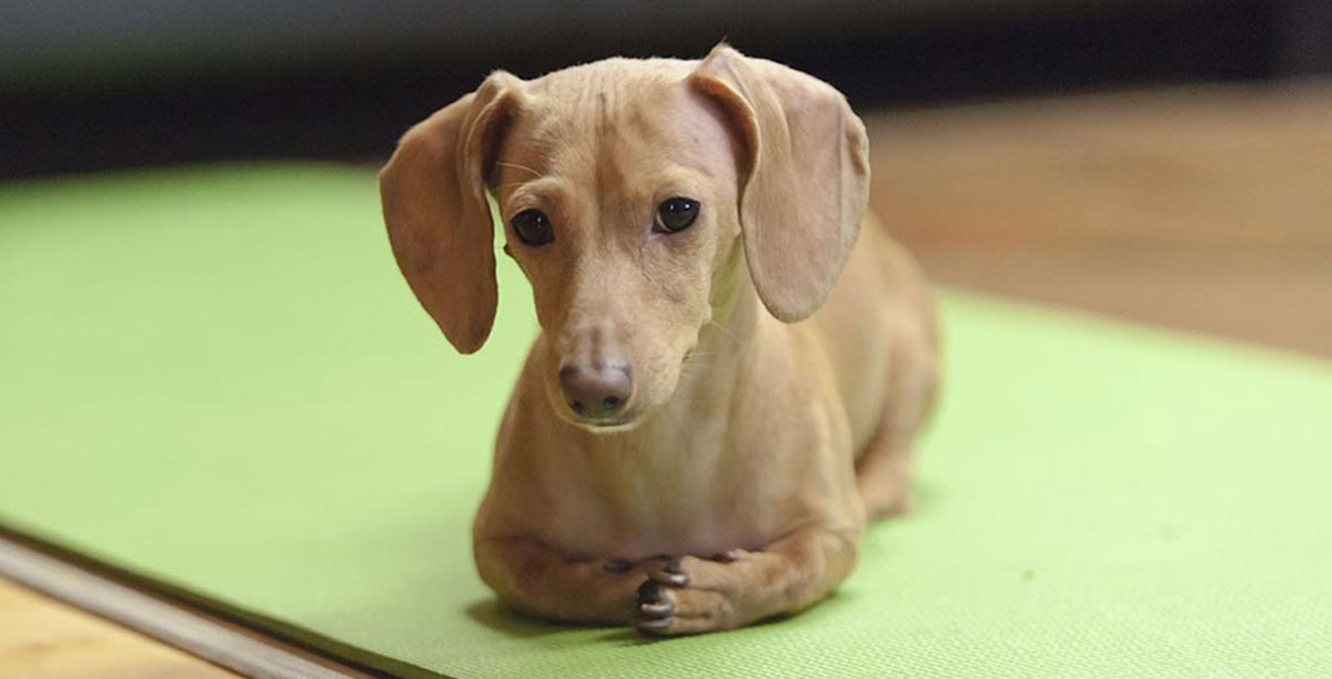 Shorthair brown miniature dachshund