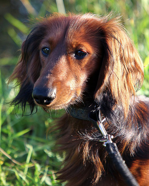 Red longhaired dachshund