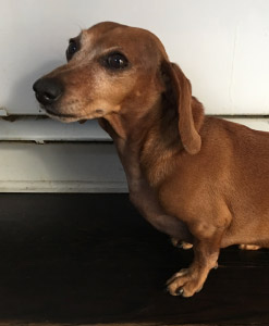 dachshund