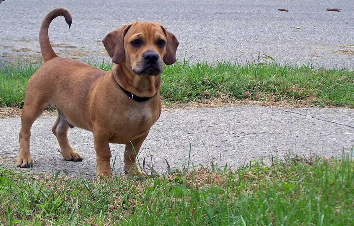 Dachshund Breeds: Surprising Combos | Dachshund Joy