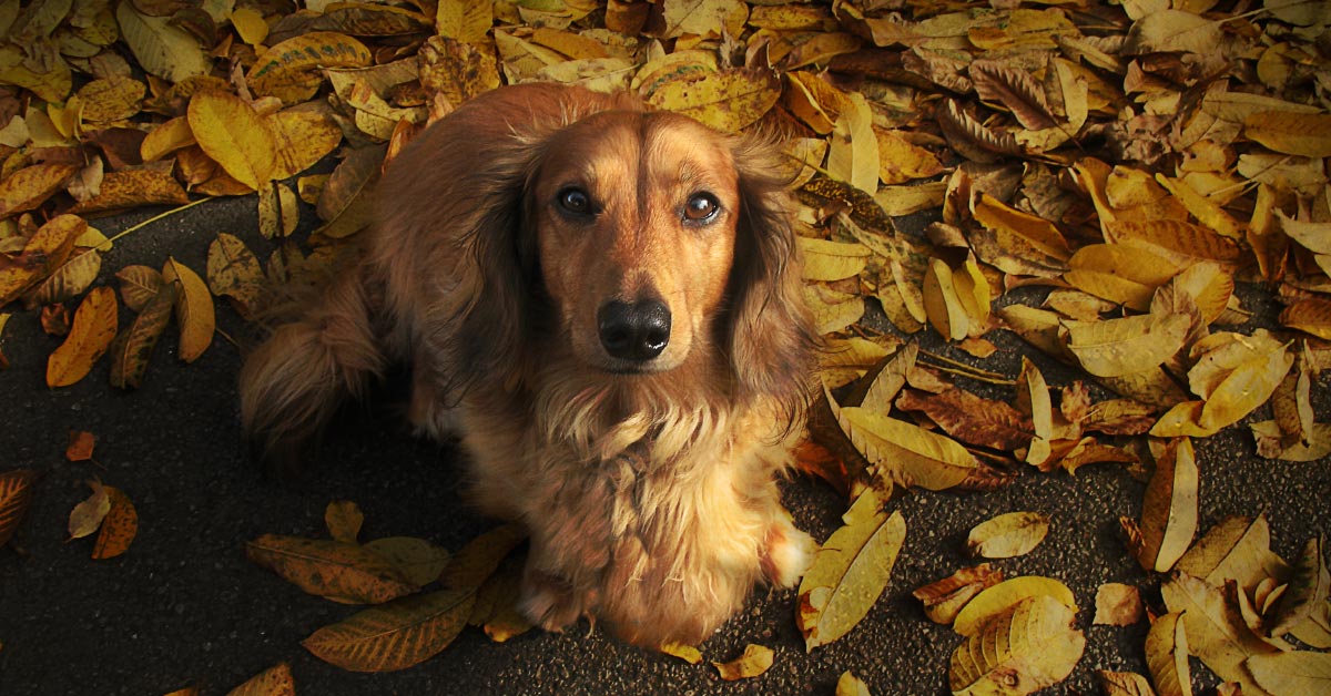 Dachshund grooming can take a while when your doxie has long hair