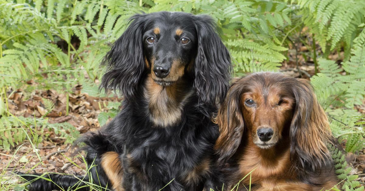 A dachshund eye problem can result in blindness.
