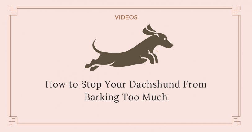 How to stop a dachshund from barking videos