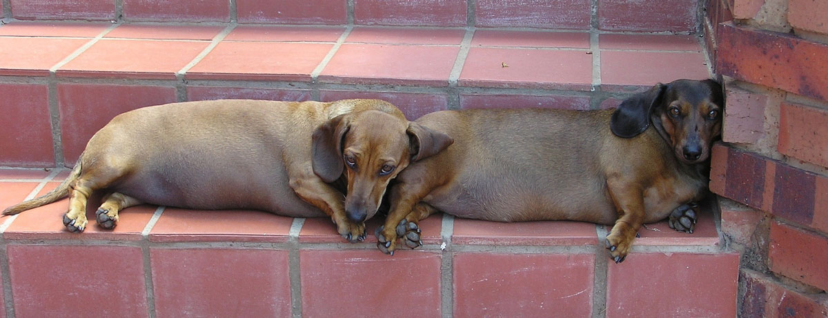 Dachshund back problems can be caused by weight gain