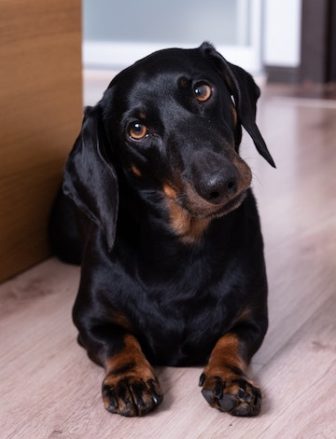 dachshund puppy