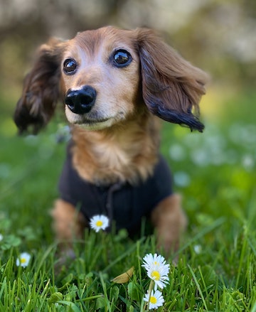 dachshund puppy